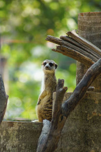 Meerkat, looking at something on the timber. background is a green tree