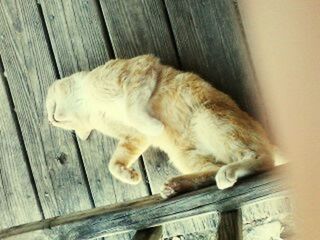 Cat on wooden floor