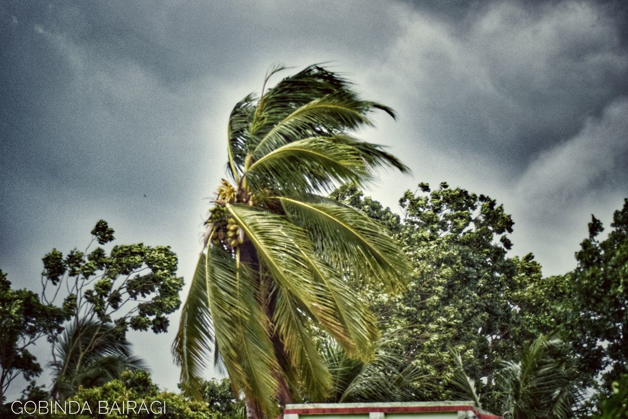 LOW ANGLE VIEW OF PALM TREES