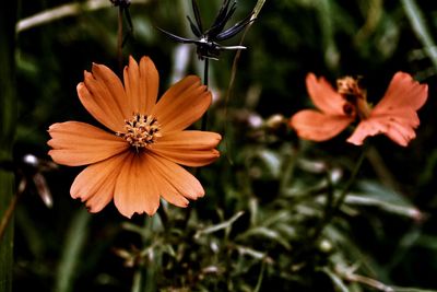 Close-up of orange cosmos flower blooming at park