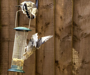 Close-up of bird perching on wooden door