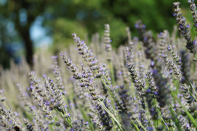 Close-up of purple flowering plants on field