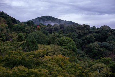 View of lush foliage in mountains