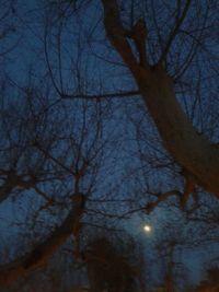 Low angle view of bare trees against sky at night