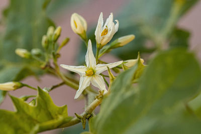 Close-up of white flowering plant