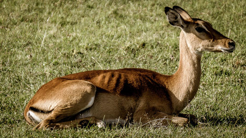 Side view of a lion resting on field
