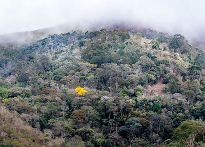 Scenic view of forest against sky