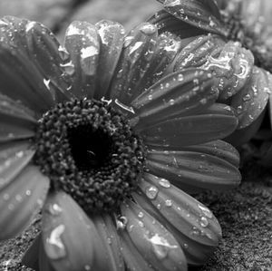 Close-up of water lily blooming in pond