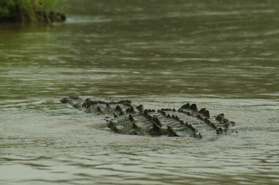 View of crocodile swimming in sea
