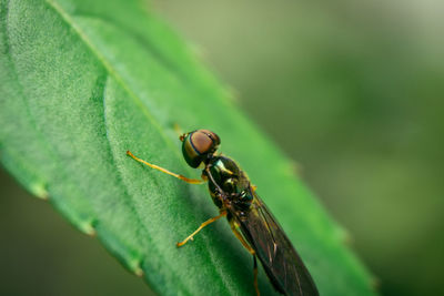 Close-up of insect on leaf