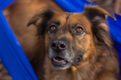 Close-up portrait of dog