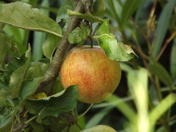 Close-up of plant