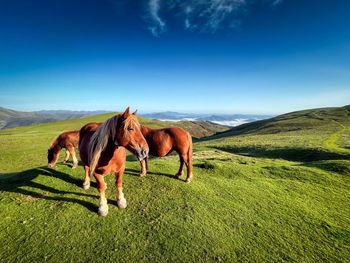 grassland