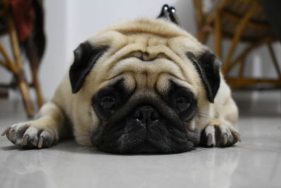 Portrait of dog lying down on floor