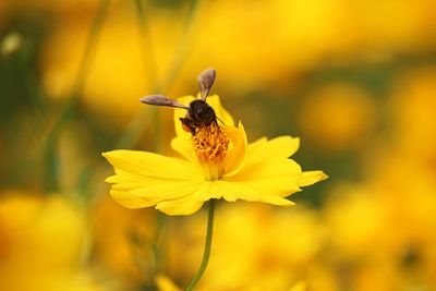 Close-up of insect pollinating on yellow flower