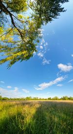 Scenic view of field against sky