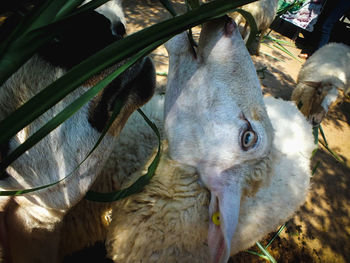 Close-up of animal