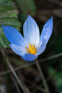 Close-up of fresh purple flower