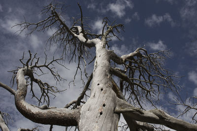 Low angle view of bare tree against sky