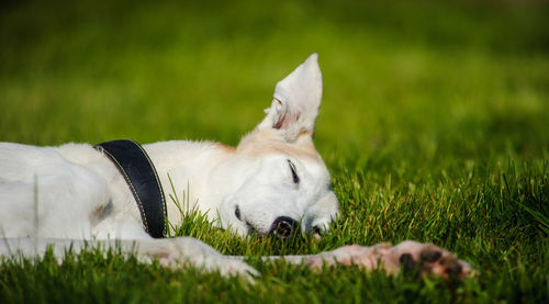 Close-up of dog lying on grass