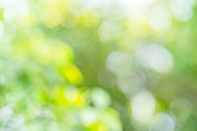 Defocused image of tree