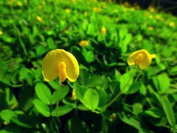 Close-up of yellow flower blooming outdoors