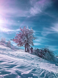 Trees on snow covered field against sky