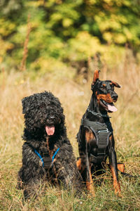 Dogs on field