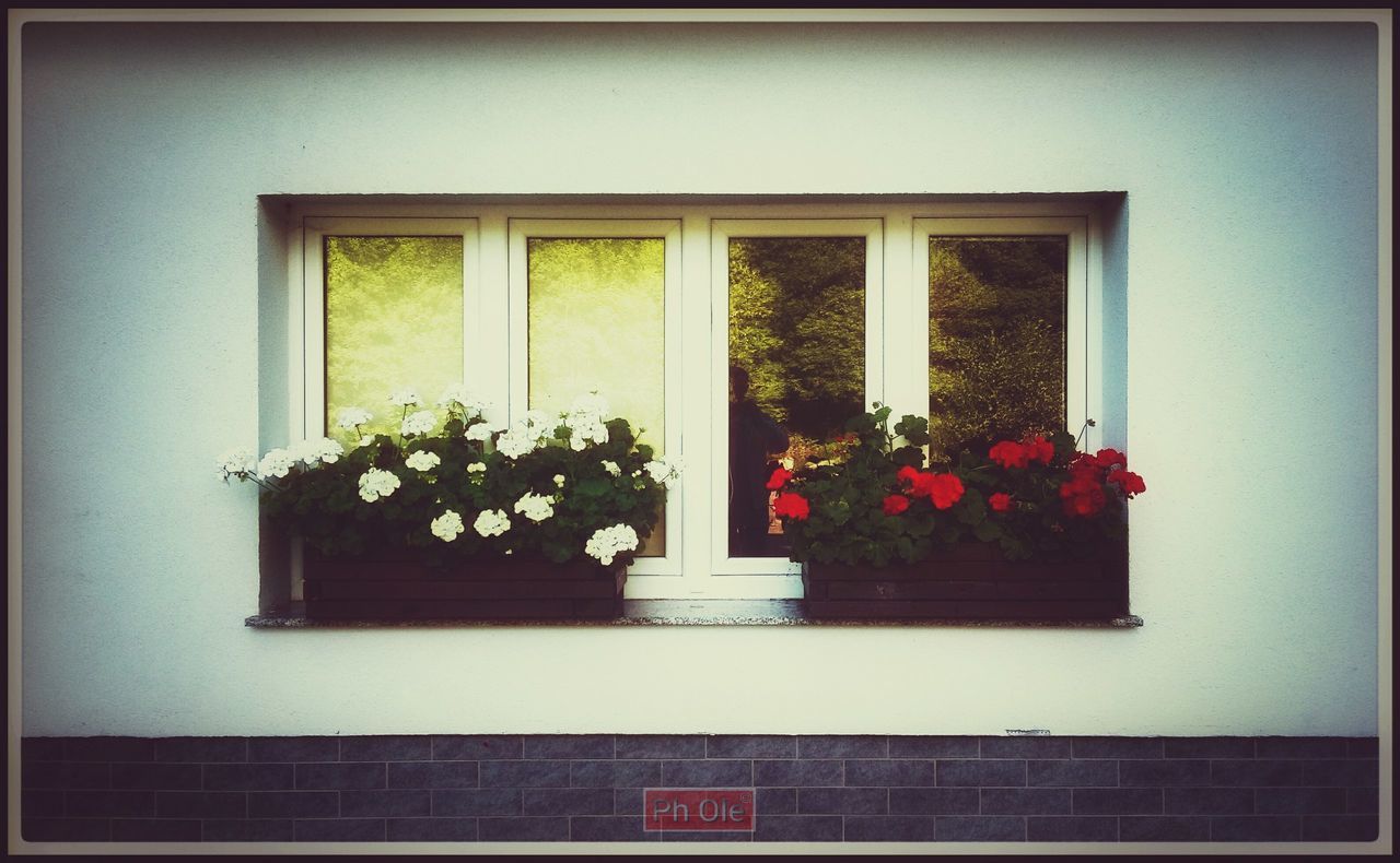POTTED PLANTS ON WINDOW SILL