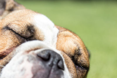 Close-up of dog sleeping outdoors