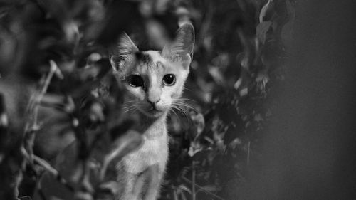 Close-up portrait of a cat