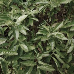 Full frame shot of plants