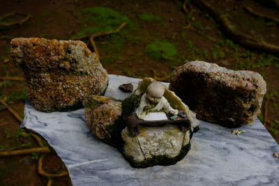 Close-up of turtle on rock