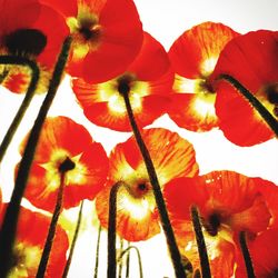 Low angle view of red flowers