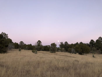 Trees on field against clear sky