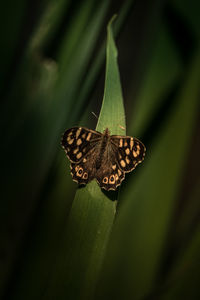 Close-up of butterfly on flower