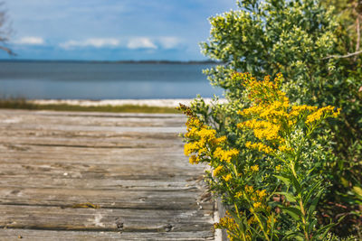 Yellow flowering plants by sea against sky