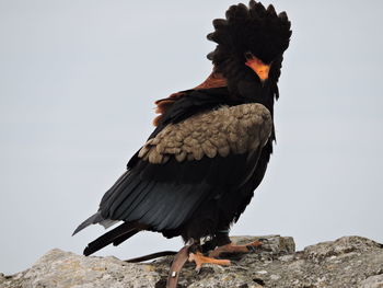 Bird perching on rock against sky