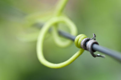 Close-up of fern on metal