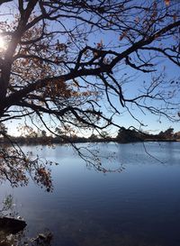 Reflection of bare trees in water