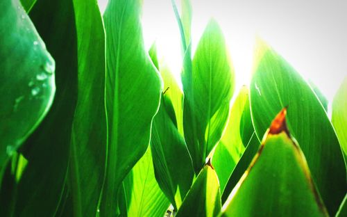 Close-up of fresh green plant