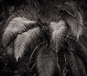 Close up of leaf