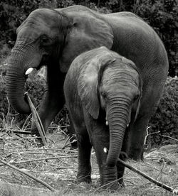 Close-up of elephant