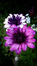 Close-up of purple flower blooming outdoors