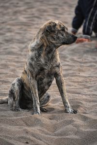 Low section of dog sitting on land