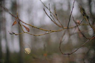 Close-up of wet twig on branch