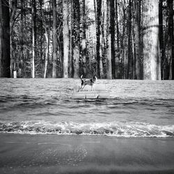 Reflection of trees in water