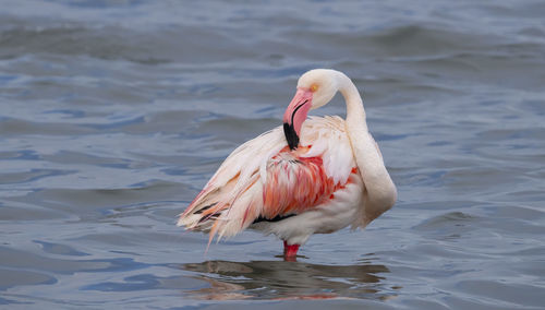 View of duck on the lake