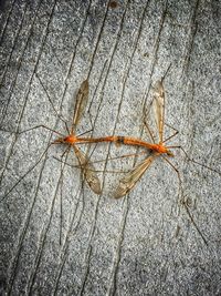 Close-up of insect on wall