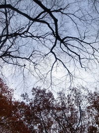 Low angle view of bare trees against sky